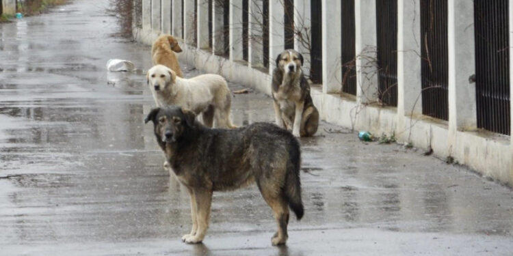 National Food Agency announces schedule for dog overpopulation management program