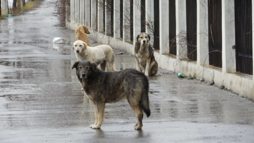 National Food Agency announces schedule for dog overpopulation management program