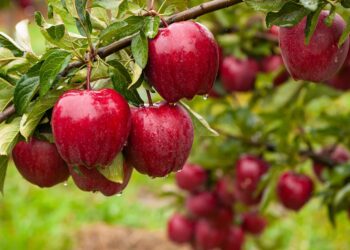 Georgian apple exports rise 7% as Russia remains key market