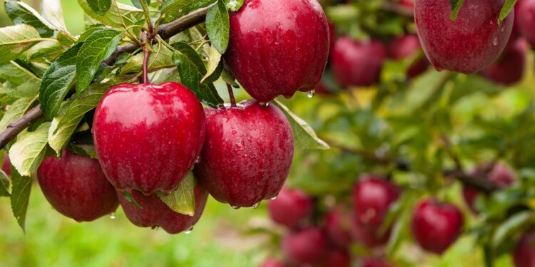 Georgian apple exports rise 7% as Russia remains key market