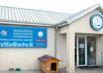 Tbilisi City Hall responds to shelter protest