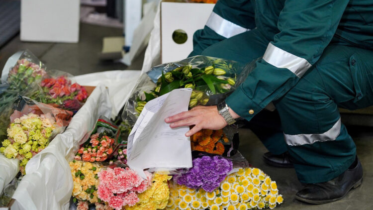 Customs officials inspect imported flowers. Photo: Alexander Avilov / Agency "Moscow".