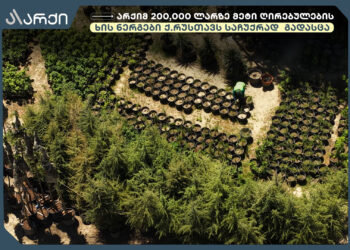 Archi Donates Over GEL 200,000 Worth of Evergreen Trees to Rustavi