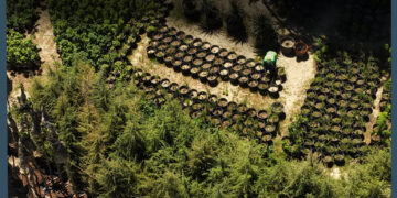Archi Donates Over GEL 200,000 Worth of Evergreen Trees to Rustavi