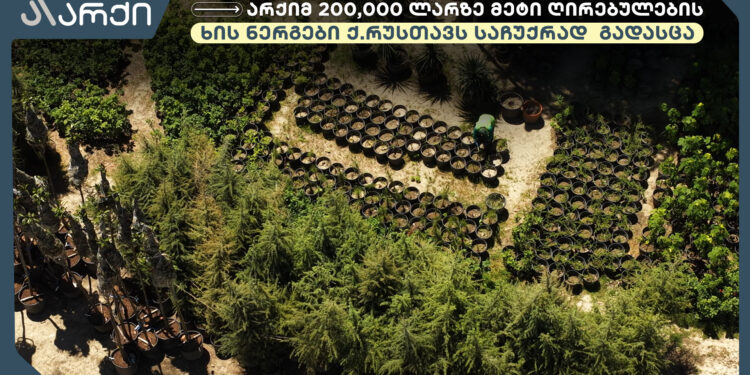 „არქიმ“ 200,000 ლარზე მეტი ღირებულების მარადმწვანე ხის ნერგები ქალაქ რუსთავს საჩუქრად გადასცა