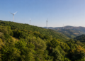 Government allows removal of 2,370 Red List chestnut trees for Rikoti wind farm