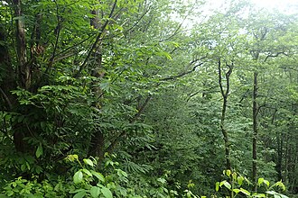 Georgia to introduce ‘forest guards’ for physical protection of state forests