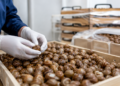 Georgia’s snail exports rise sharply in early 2026