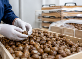 Georgia’s snail exports rise sharply in early 2026