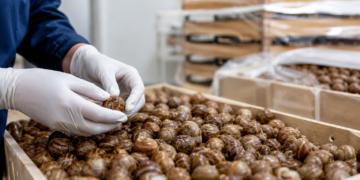 Georgia’s snail exports rise sharply in early 2026