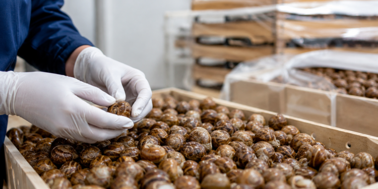 Georgia’s snail exports rise sharply in early 2026