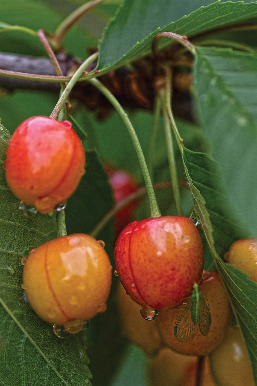 Cherries in Etseri. Photo by the author