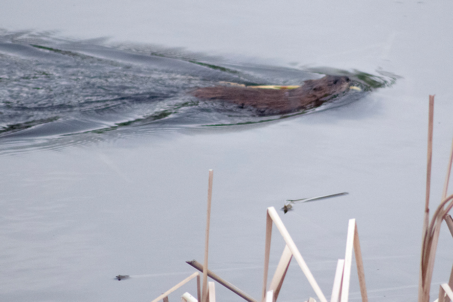 A suspected nutria in a pond on the edge of Tbilisi. Photo by the author