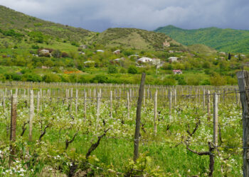 EU, FAO train Georgian viticulture experts to boost wine sector competitiveness