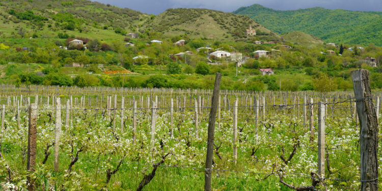 EU, FAO train Georgian viticulture experts to boost wine sector competitiveness