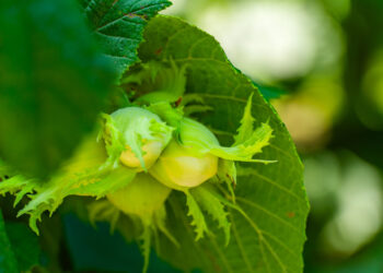 FAO relaunches EU, Sweden-funded support scheme for hazelnut sector