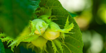 FAO relaunches EU, Sweden-funded support scheme for hazelnut sector