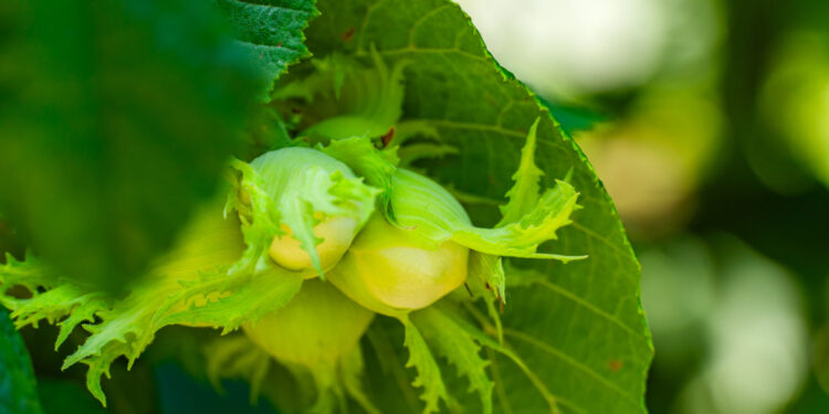 FAO relaunches EU, Sweden-funded support scheme for hazelnut sector