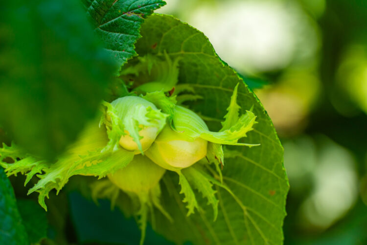 Hazelnut. Source: FAO Georgia