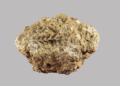 PNAS study confirms Georgia as earliest known center of bread wheat origin