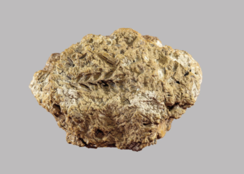PNAS study confirms Georgia as earliest known center of bread wheat origin