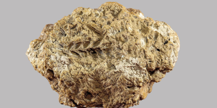 PNAS study confirms Georgia as earliest known center of bread wheat origin