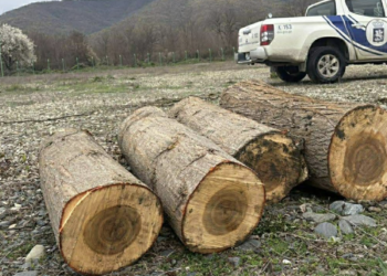 156 illegal logging cases recorded in April in Georgia