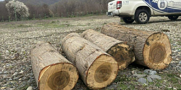 156 illegal logging cases recorded in April in Georgia