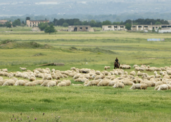 Shepherds protest near Rustavi over blocked traditional sheep routes