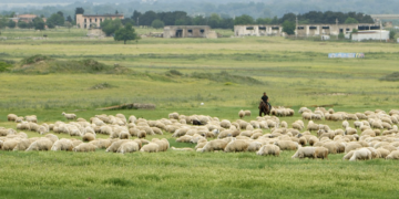 Shepherds protest near Rustavi over blocked traditional sheep routes