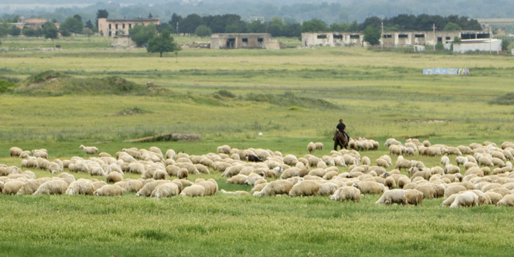Shepherds protest near Rustavi over blocked traditional sheep routes