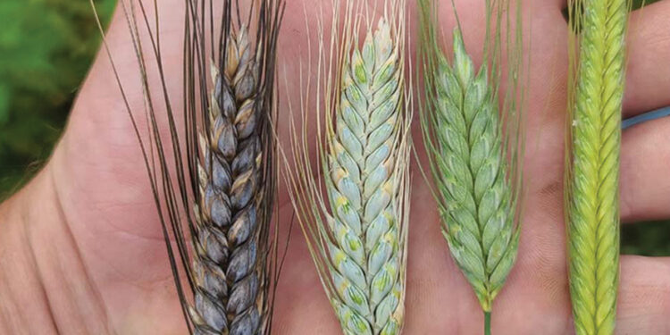 Georgian wheat varieties. Source: IG
