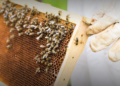 Food Agency warns prolonged rain has weakened bee colonies