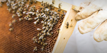 Food Agency warns prolonged rain has weakened bee colonies