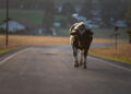 Georgia Roads Department to create service to prevent livestock on roads