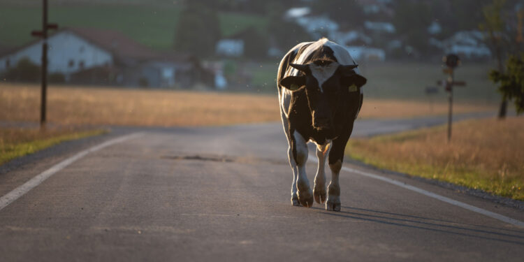 Georgia Roads Department to create service to prevent livestock on roads