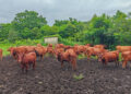 FAO develops AI tool to identify Georgia’s cattle breeds