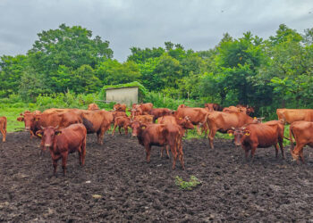 FAO develops AI tool to identify Georgia’s cattle breeds