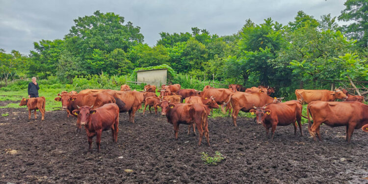 FAO develops AI tool to identify Georgia’s cattle breeds