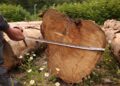 Illegal logging case detected in Lentekhi involving 6 cubic meters of timber