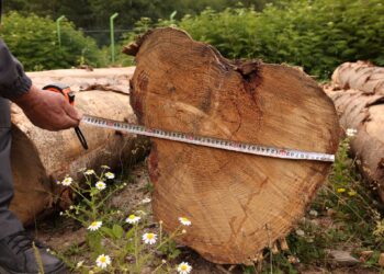 Illegal logging case detected in Lentekhi involving 6 cubic meters of timber