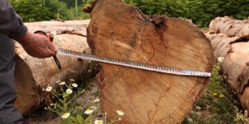 Illegal logging case detected in Lentekhi involving 6 cubic meters of timber