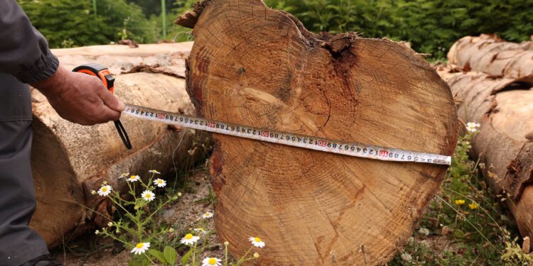 Illegal logging case detected in Lentekhi involving 6 cubic meters of timber