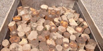 Forestry Agency detects 72 violations in June