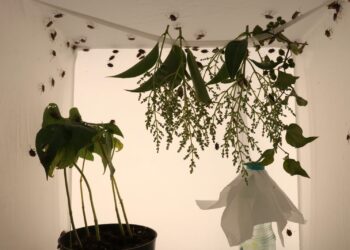 National Food Agency releases natural enemy of Asian stink bug for testing