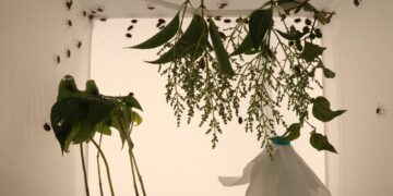 National Food Agency releases natural enemy of Asian stink bug for testing