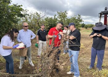 Turkish scientists investigate Georgia’s hazelnut dieback problem