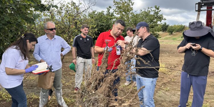 Turkish scientists investigate Georgia’s hazelnut dieback problem