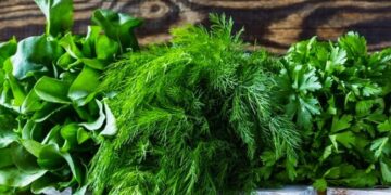 Georgia exports $4.5 million worth of herbs in first half of 2026