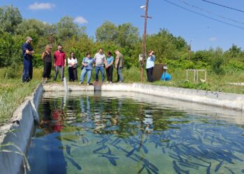 FAO training aims to improve fish disease monitoring in Georgia